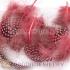 Pink Guinea Fowl Feather Hair Extensions Wholesale